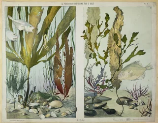 Seaweed, fishes, sea horse, crab and shellfish, illustrated plates from 
